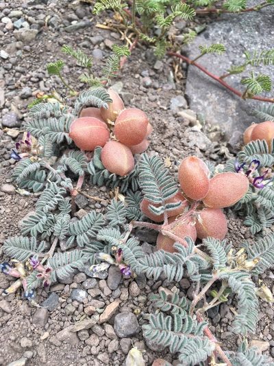 Astragalus vesiculosus, photographed by Matt Berger