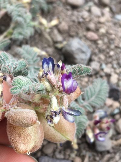Astragalus vesiculosus, photographed by Matt Berger