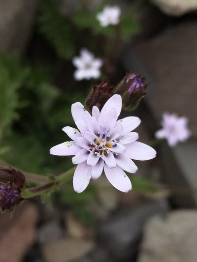 Leucheria runcinata, photographed by Matt Berger
