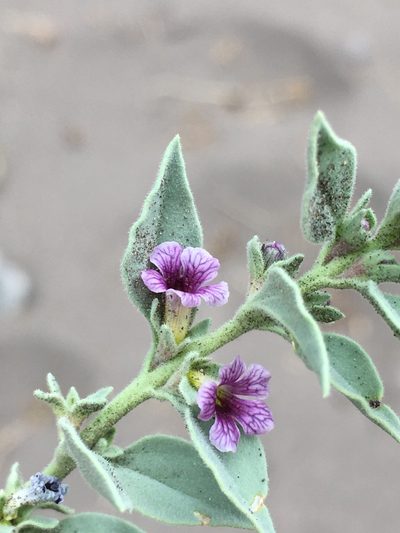 Melosperma andicola, photographed by Matt Berger