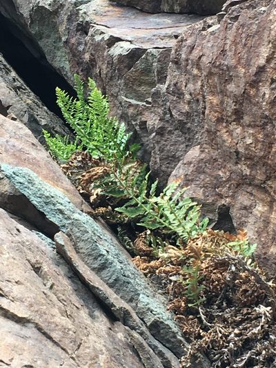 Polystichum plicatum, photographed by Matt Berger