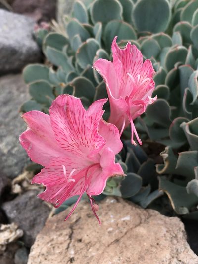 Alstroemeria spathulata, photographed by Matt Berger