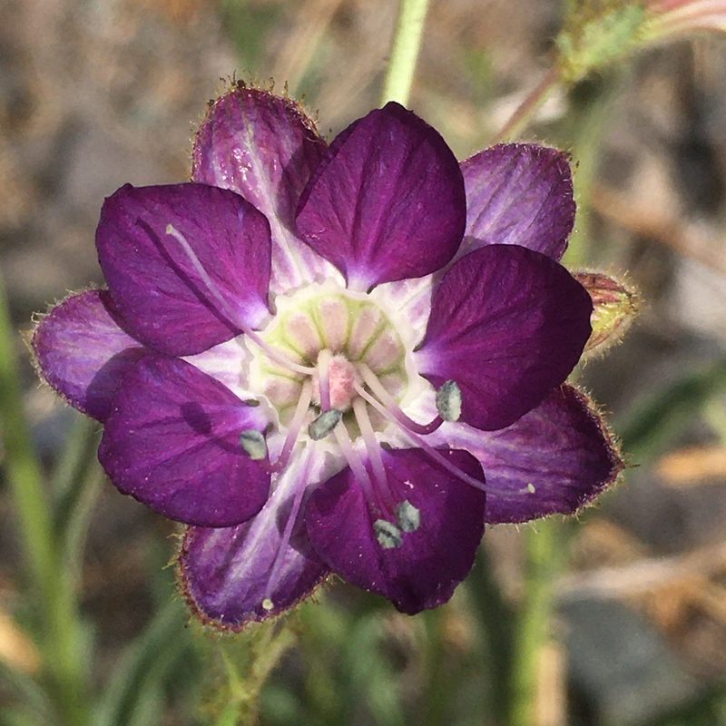 Malesherbia linearifolia, photographed by Matt Berger