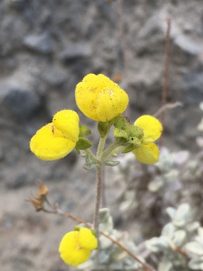 Calceolaria polifolia, photographed by Matt Berger