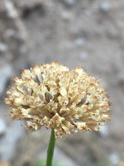 Asteriscium chilense, photographed by Matt Berger