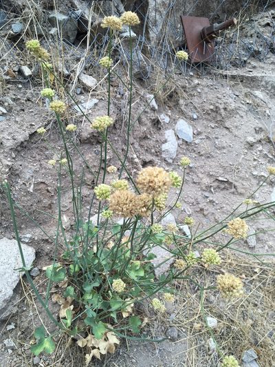 Asteriscium chilense, photographed by Matt Berger