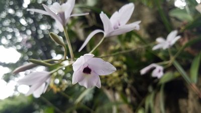 Laelia rubescens, photographed by geralg