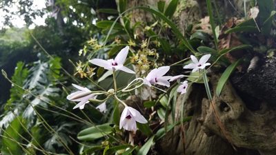 Laelia rubescens, photographed by geralg