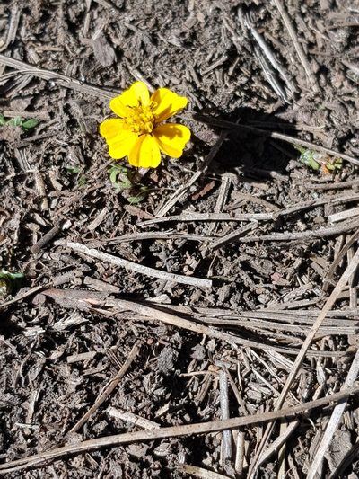 Bidens anthemoides, photographed by Martín Sánchez Vilchis