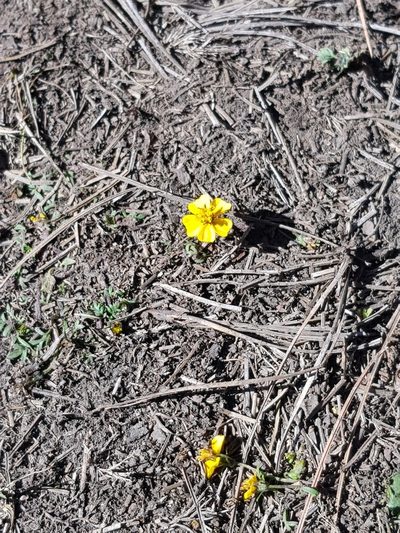 Bidens anthemoides, photographed by Martín Sánchez Vilchis