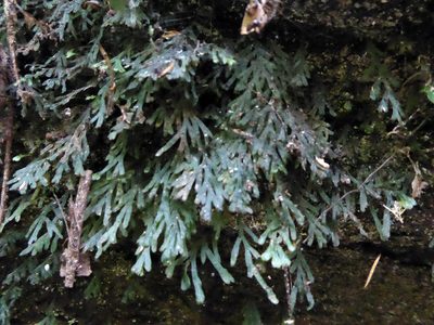 Polyphlebium endlicherianum, photographed by Peter de Lange