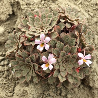 Viola microphylla, photographed by Matt Berger