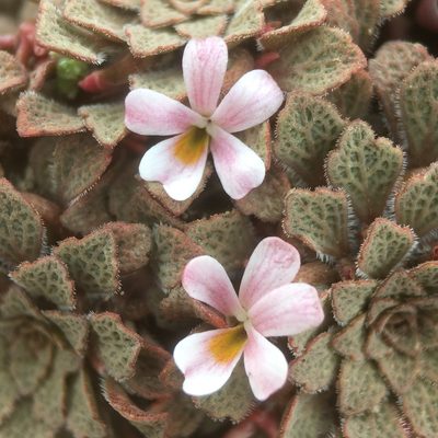 Viola microphylla, photographed by Matt Berger