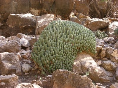 Euphorbia officinarum, photographed by mister_bumble