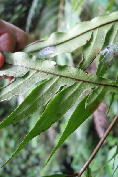 Pteris formosana, photographed by agujaceratops