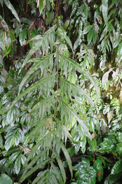 Pteris formosana, photographed by agujaceratops