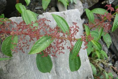 Pilea rotundinucula, photographed by agujaceratops