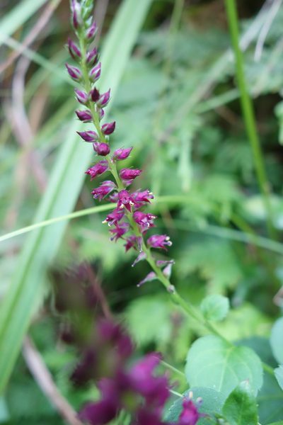 Veronicastrum loshanense, photographed by agujaceratops