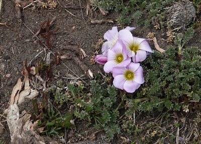 Oxalis enneaphylla, photographed by Paul Prior