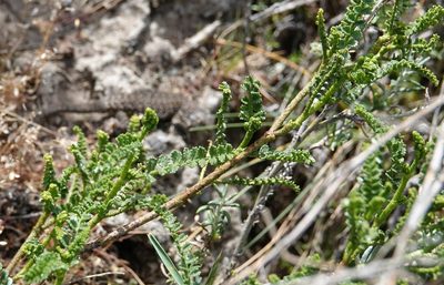 Adesmia boronioides, photographed by Paul Prior