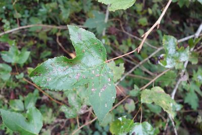 Liquidambar formosana, photographed by agujaceratops