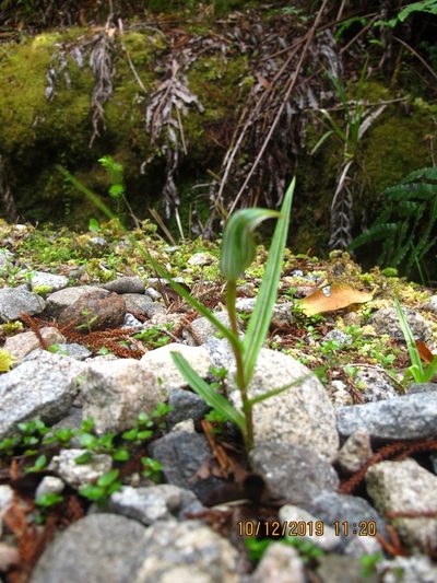Pterostylis irsoniana, photographed by rempson