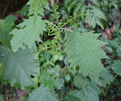 Urtica thunbergiana, photographed by agujaceratops