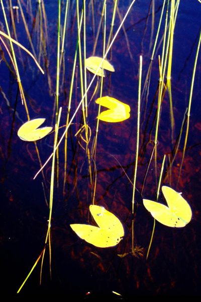 Nymphaea leibergii, photographed by Allan Harris