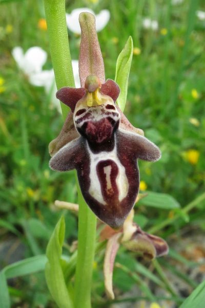 Ophrys cretica, photographed by Ed Alverson
