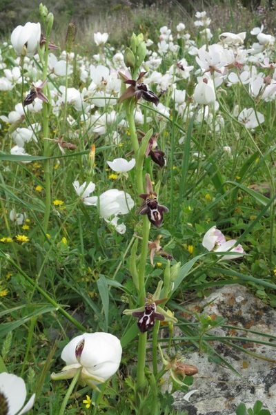 Ophrys cretica, photographed by Ed Alverson