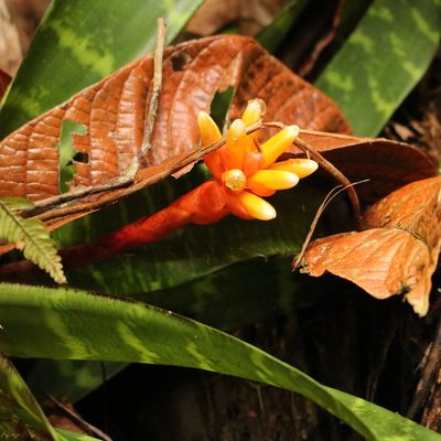 Guzmania musaica, photographed by Aitor