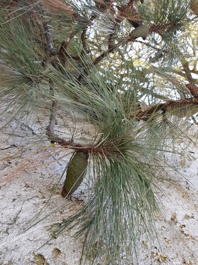 Pinus montezumae, photographed by Martín Sánchez Vilchis