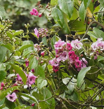 Meriania maxima, photographed by desertnaturalist
