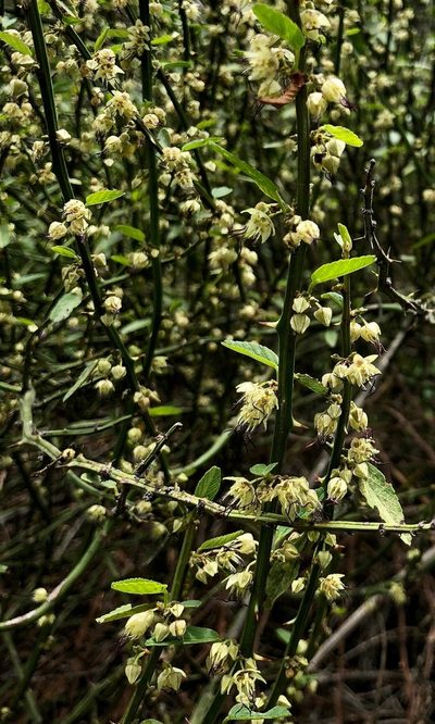 Ayenia geminifolia, photographed by desertnaturalist