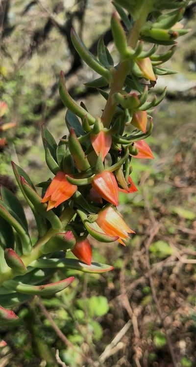 Echeveria quitensis, photographed by desertnaturalist