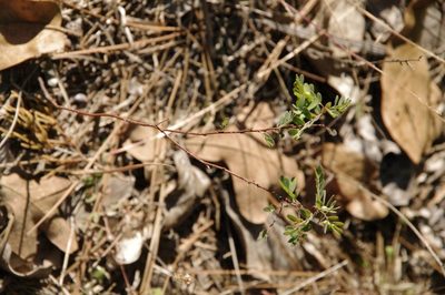 Phyllanthus abnormis, photographed by Eric Knight