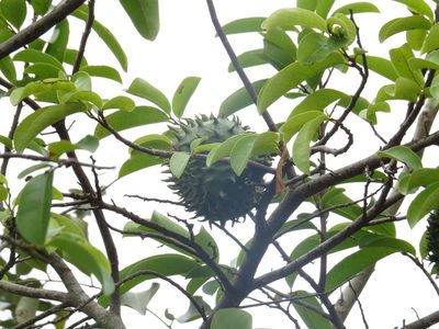 Annona muricata, photographed by Diogo Luiz