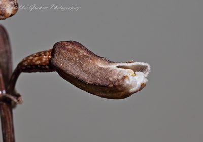 Gastrodia minor, photographed by Robbie Graham