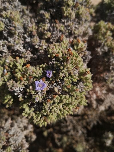 Nolana salsoloides, photographed by Aira Francisca Faúndez Fallau