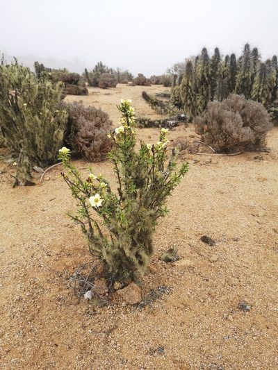 Euphorbia lactiflua, photographed by Aira Francisca Faúndez Fallau