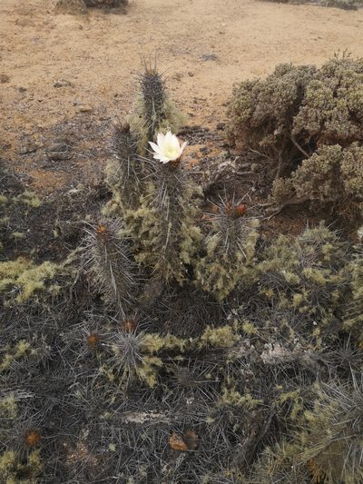 Leucostele deserticola, photographed by Aira Francisca Faúndez Fallau