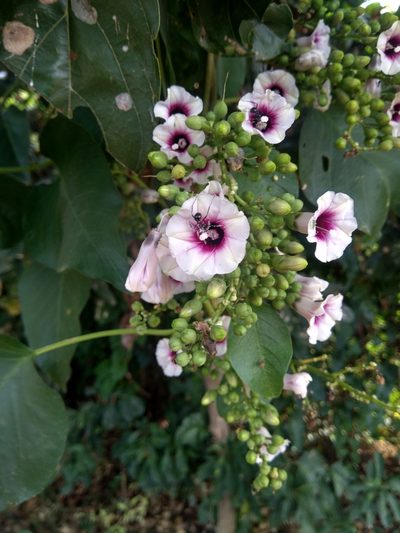 Ipomoea staphylina, photographed by Chandu Bandi