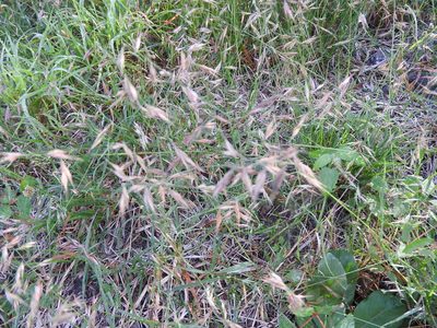 Bouteloua repens, photographed by Juan Cruzado Cortés