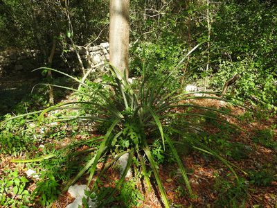 Bromelia karatas, photographed by Juan Cruzado Cortés