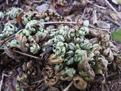 Selaginella convoluta, photographed by Juan Cruzado Cortés