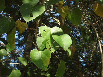 Jatropha gaumeri, photographed by Juan Cruzado Cortés