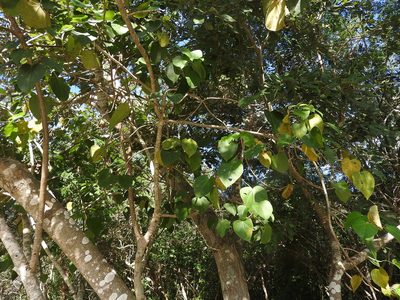 Jatropha gaumeri, photographed by Juan Cruzado Cortés