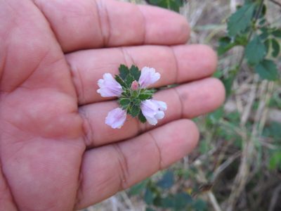Capraria frutescens, photographed by Juan Cruzado Cortés