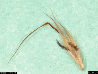 Rytidosperma fulvum, photographed by Donald Hobern
