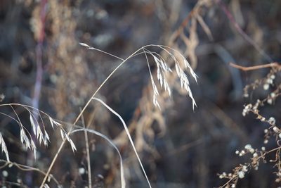 Bromus latiglumis, photographed by Mike B